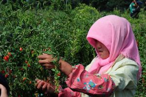 Ningxia Wolfberry Picking